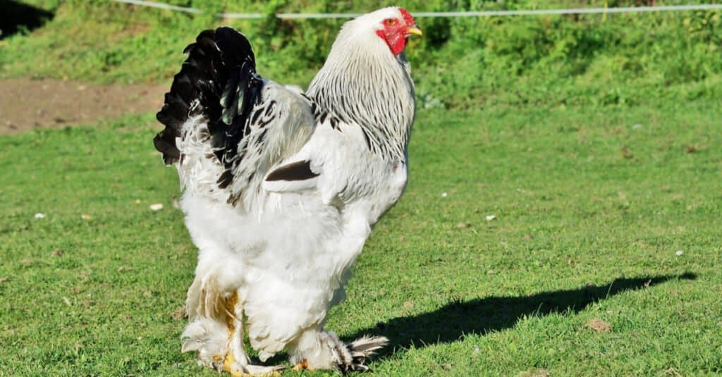 Largest chickens - Brahma rooster
