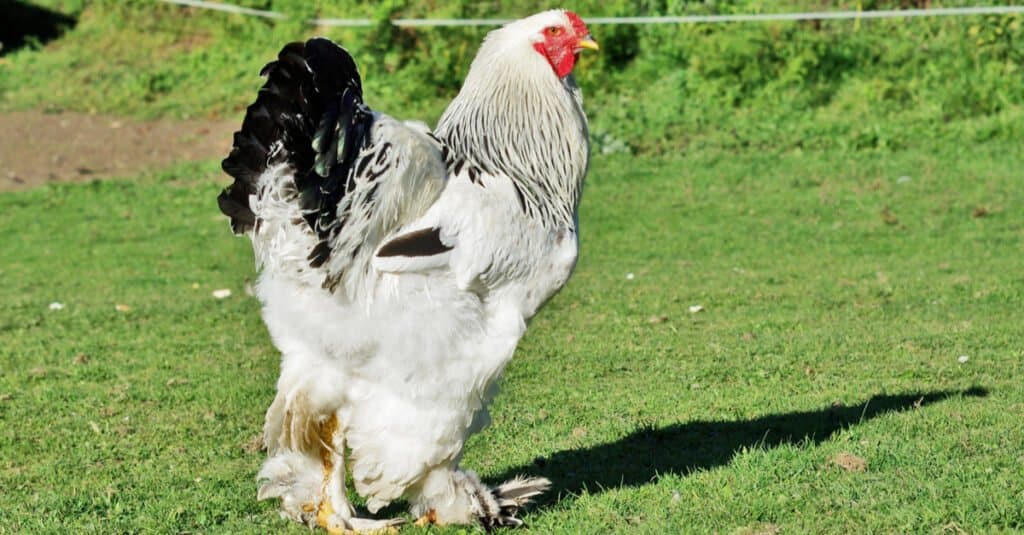 Brahma rooster