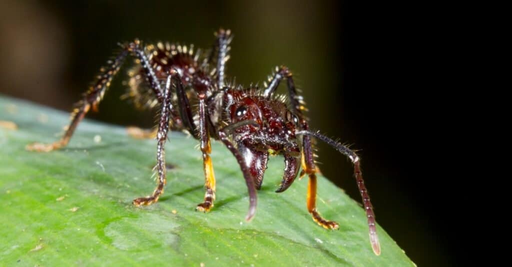 Really big ant, my son says it is a super major 