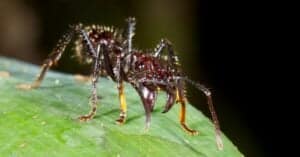 The 10 Largest Ants In The World Picture