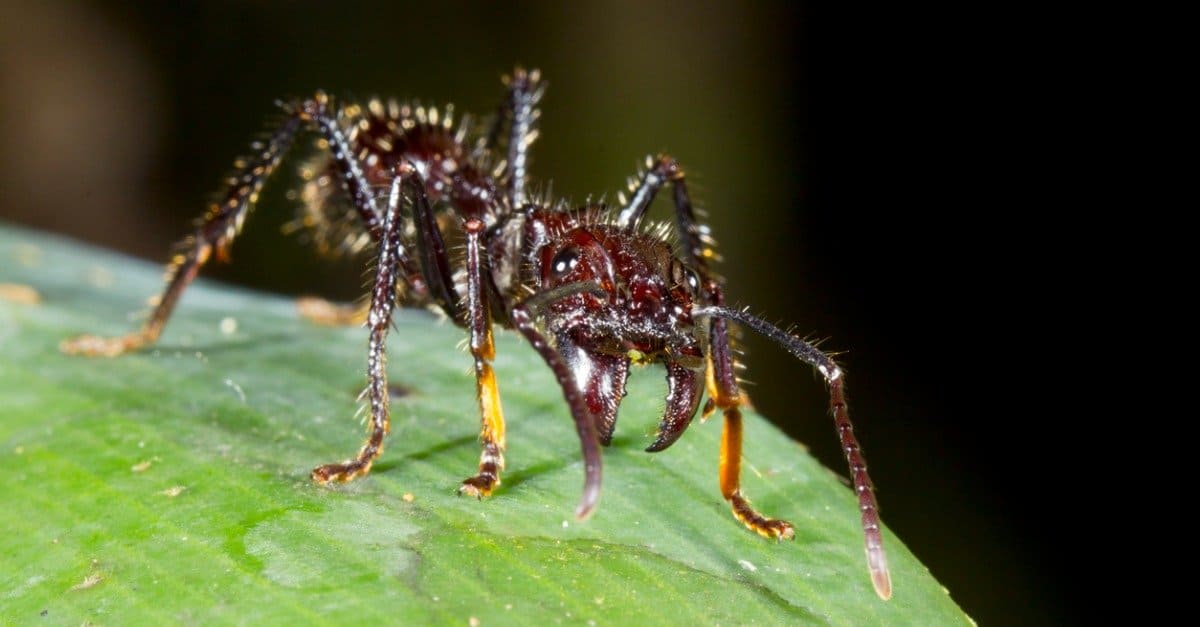 Largest ants - bullet ant