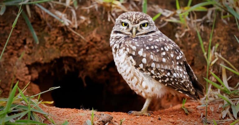 Animals That Molt - Burrowing Owl