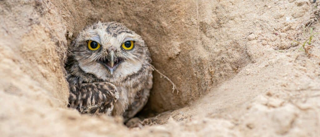 A burrowing owl, Left-center frame, looking at the camera.