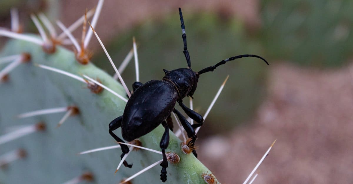 10 Incredible Black Animals - A-Z Animals