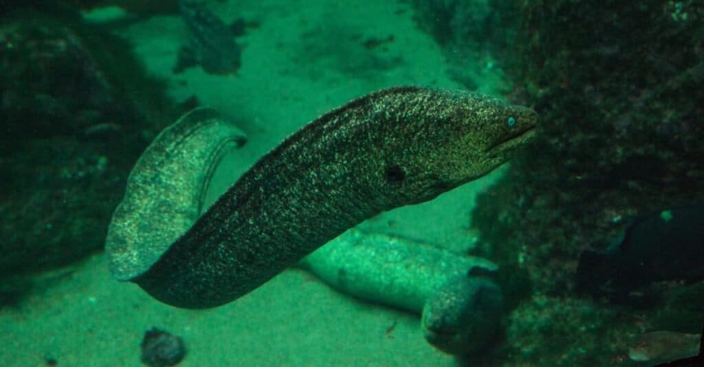 giant eel eats dog