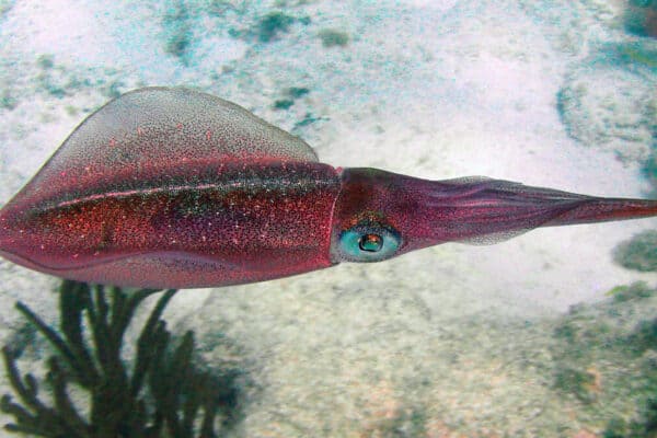 The changing of colors and patterns are the main way a Caribbean reef squid communicates with one another. 