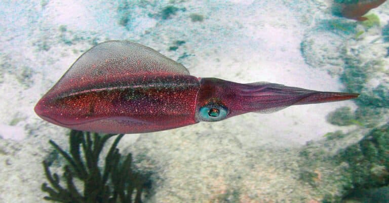 Animals That Change Color- Caribbean Reef Squid