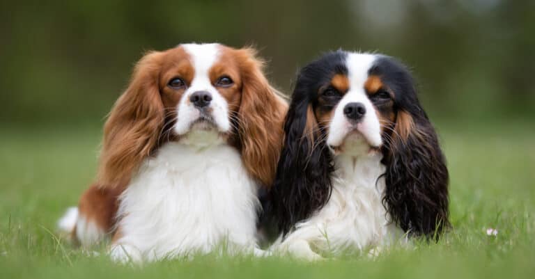 Calmest dog - cavalier king charles spaniel dogs sitting together
