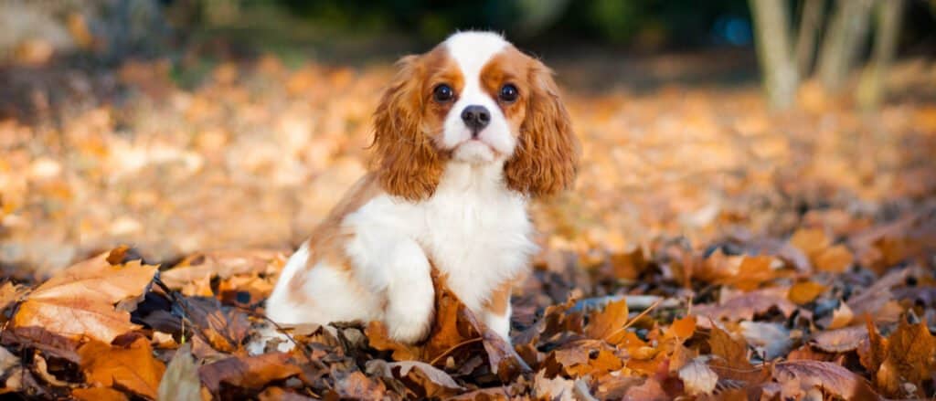 Calmest dog - cavalier king charles spaniel in fall leaves
