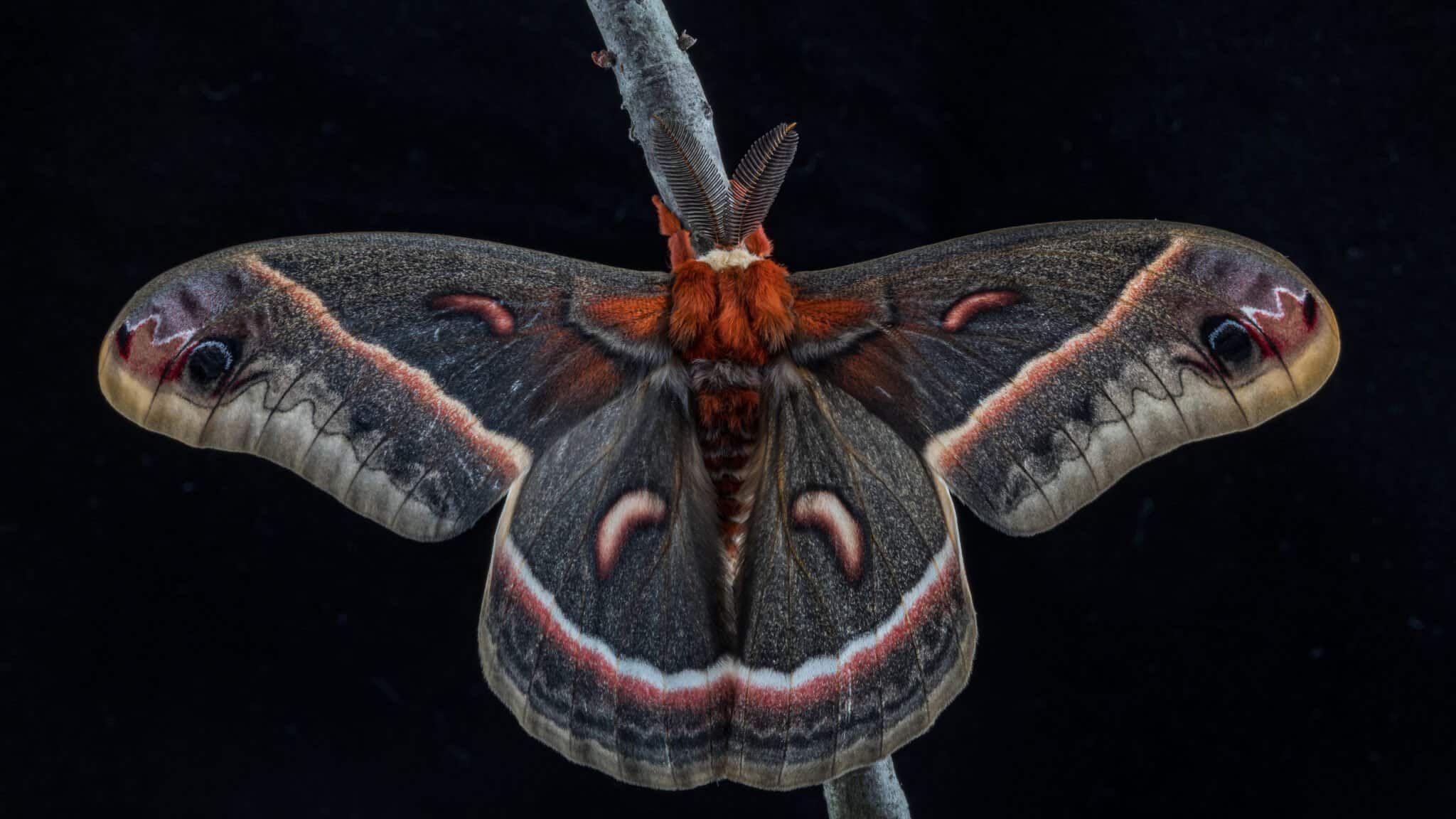 the-10-largest-moths-in-the-world-a-z-animals