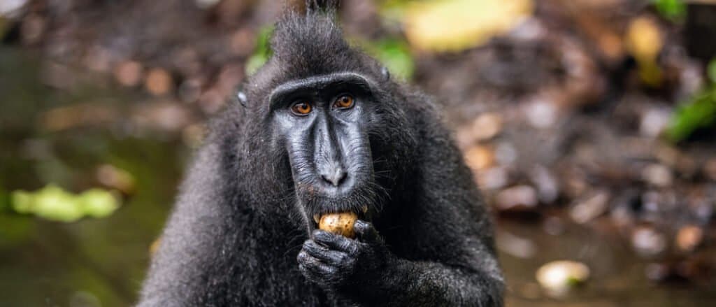 celebs crested macaque eating