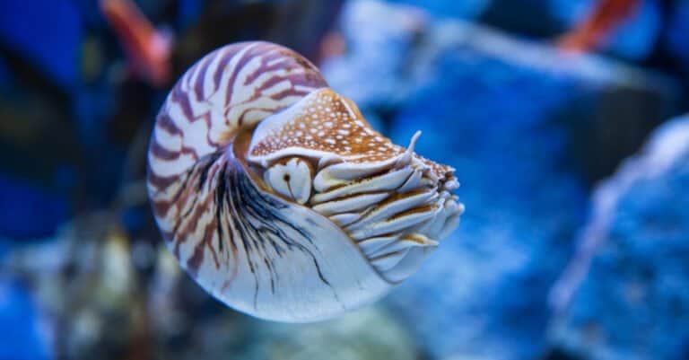 Top 10 Animals That Have Shells - chambered nautilus