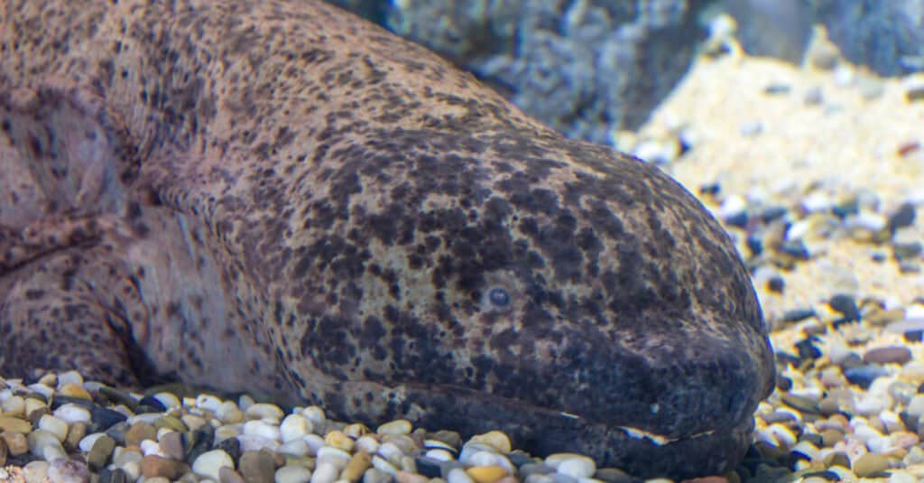 Largest salamanders - Chinese giant salamander