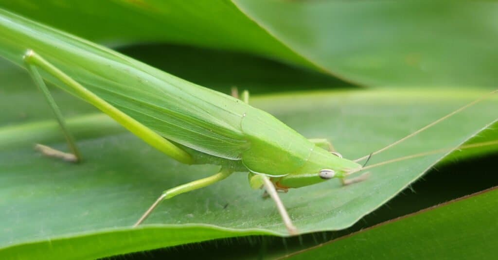 Largest grasshoppers - Chinese grasshopper