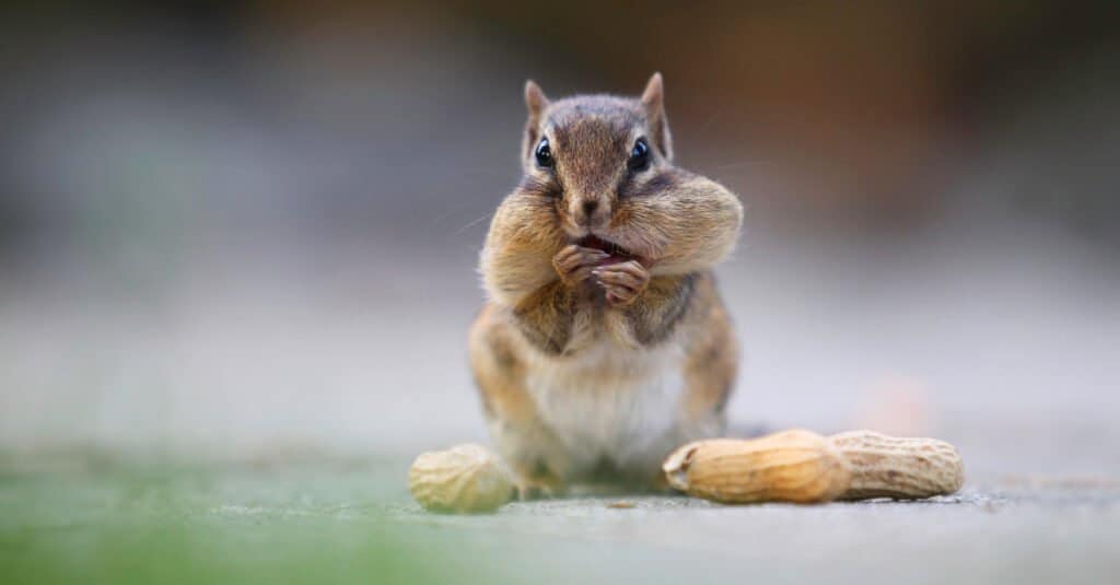 ground squirrel vs chipmunk