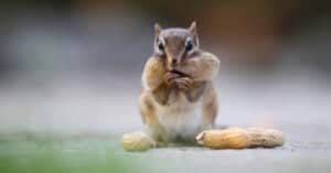 What Do Chipmunks Eat? Picture