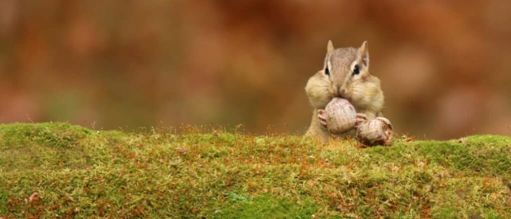 10 Animals That Hoard - chipmunk