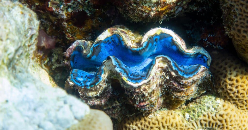 Giant Clams Eat