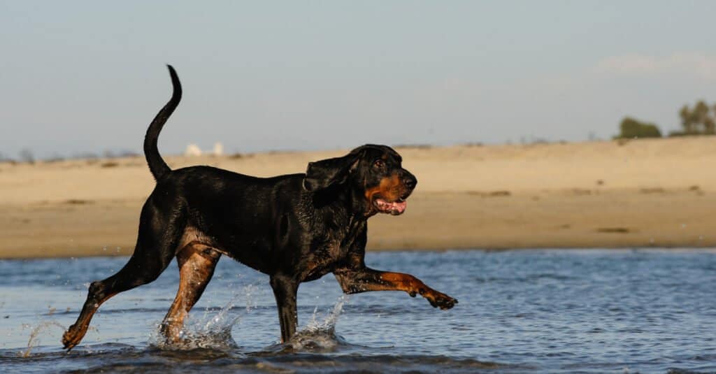 Black and Tan Coonhound - strolling on the beach