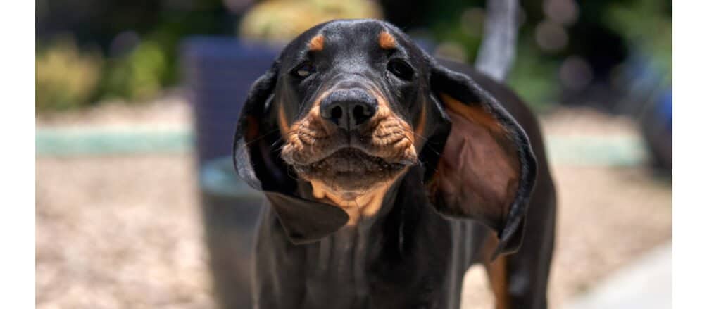 Black and best sale white coonhound