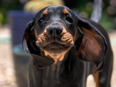 A Black And Tan Coonhound
