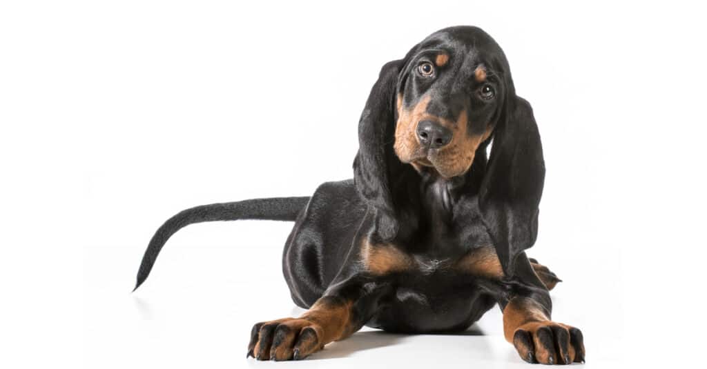Black and Tan Coonhound