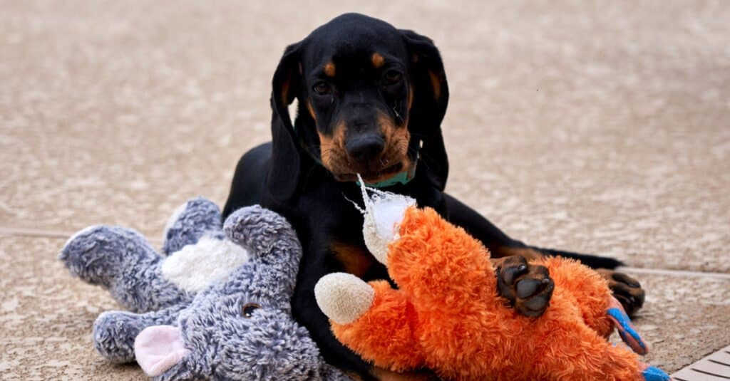 4 month old black and store tan coonhound