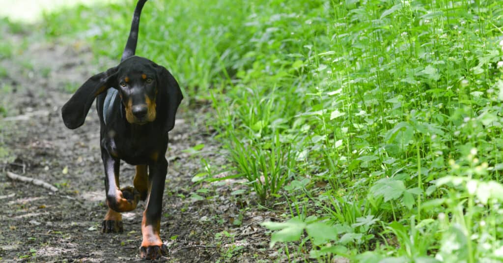 Black and Tan Coonhound - walking on the path