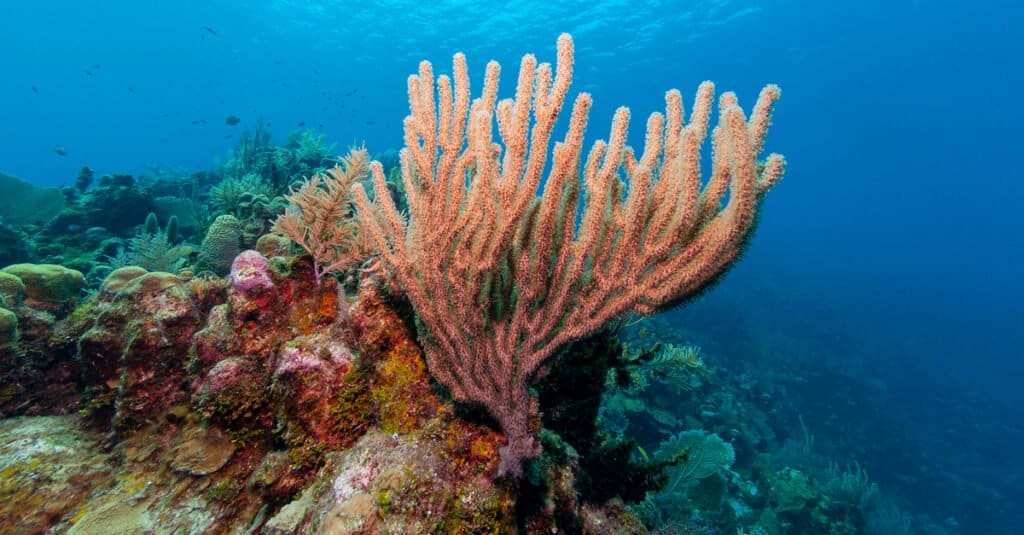 Animals That Look Like Plants - Coral