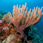 Coral kills its prey by using the nematocysts, or venomous thread, on their tentacles. 