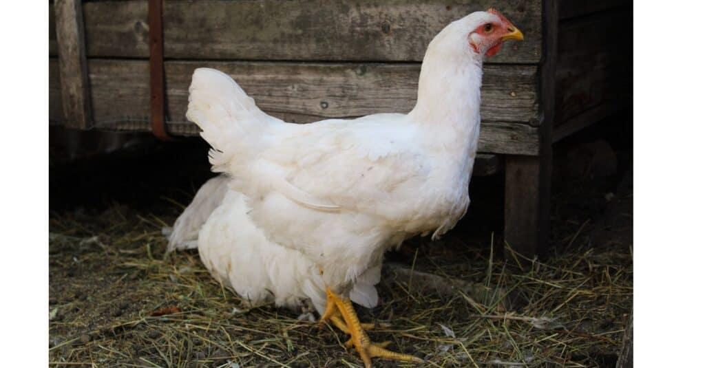 Largest chicken - Chicken chicken 