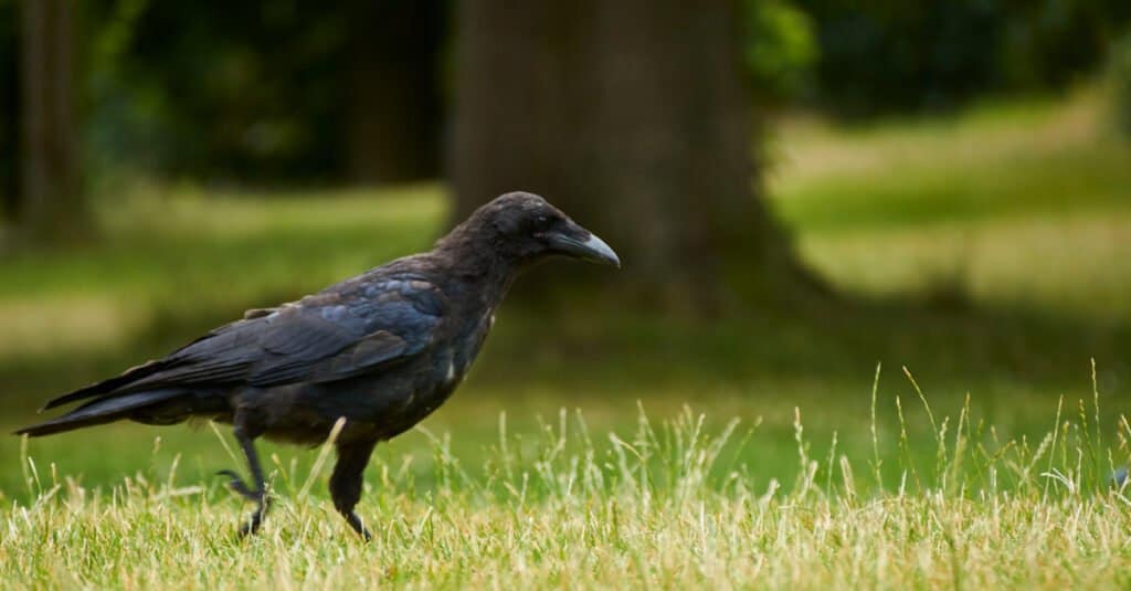 10 Animals That Hoard - corvids