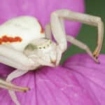 The time it takes for a crab spider to complete the color-changing process can take up to three weeks. 