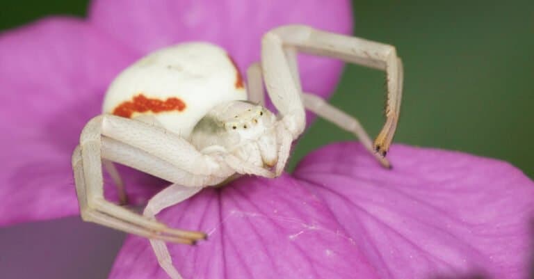 Animals That Change Color - Crab spider