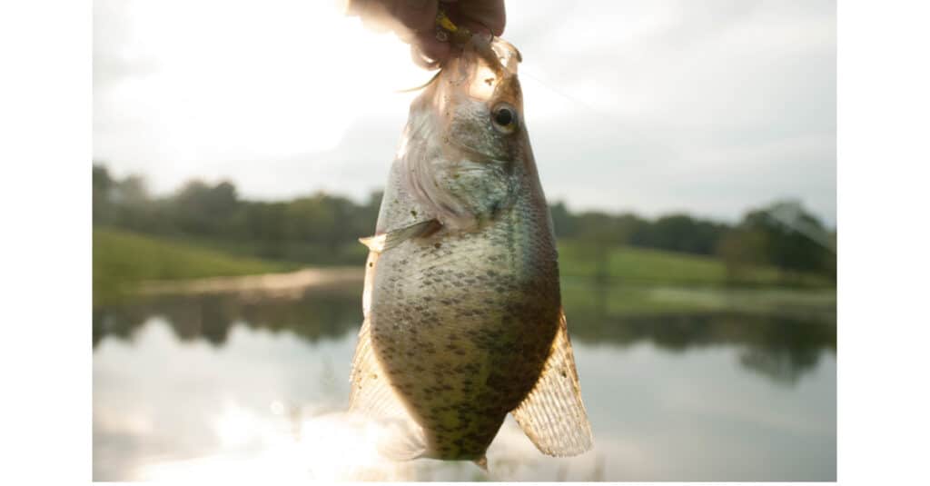 Crappie held up by a fisherman