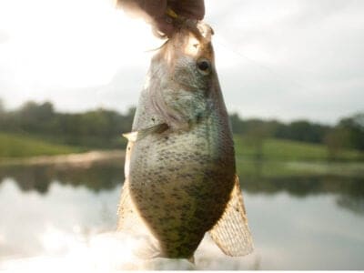 A Grenada Lake Mississippi: Discover the Largest Lake In Mississippi (It has Huge Crappie!)