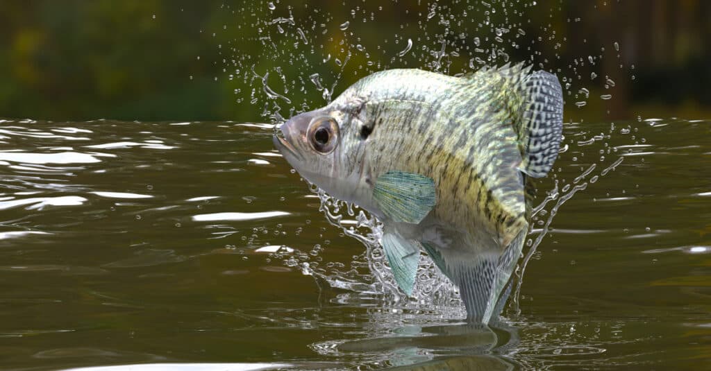 Crappie jumps out of the water