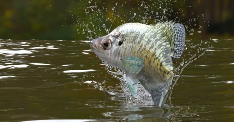Crappie jumping out of water