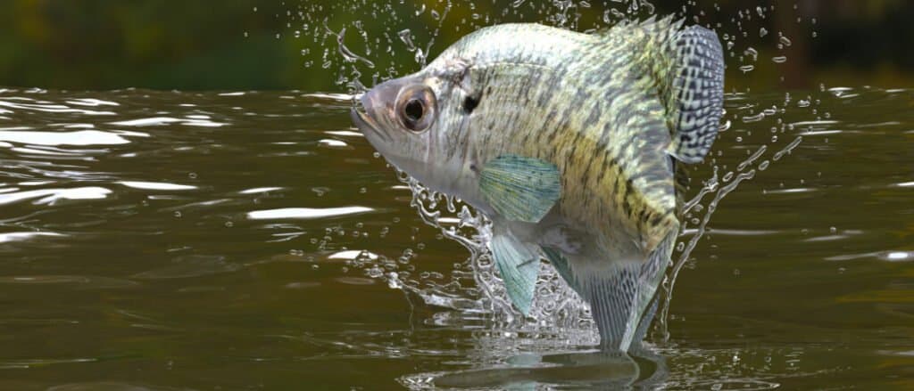 Crappie jumping out of water