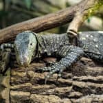 Crocodile monitor