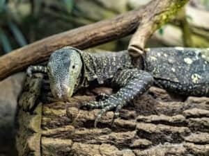 Monitor Lizard As A Pet: Is It A Good Idea? Picture