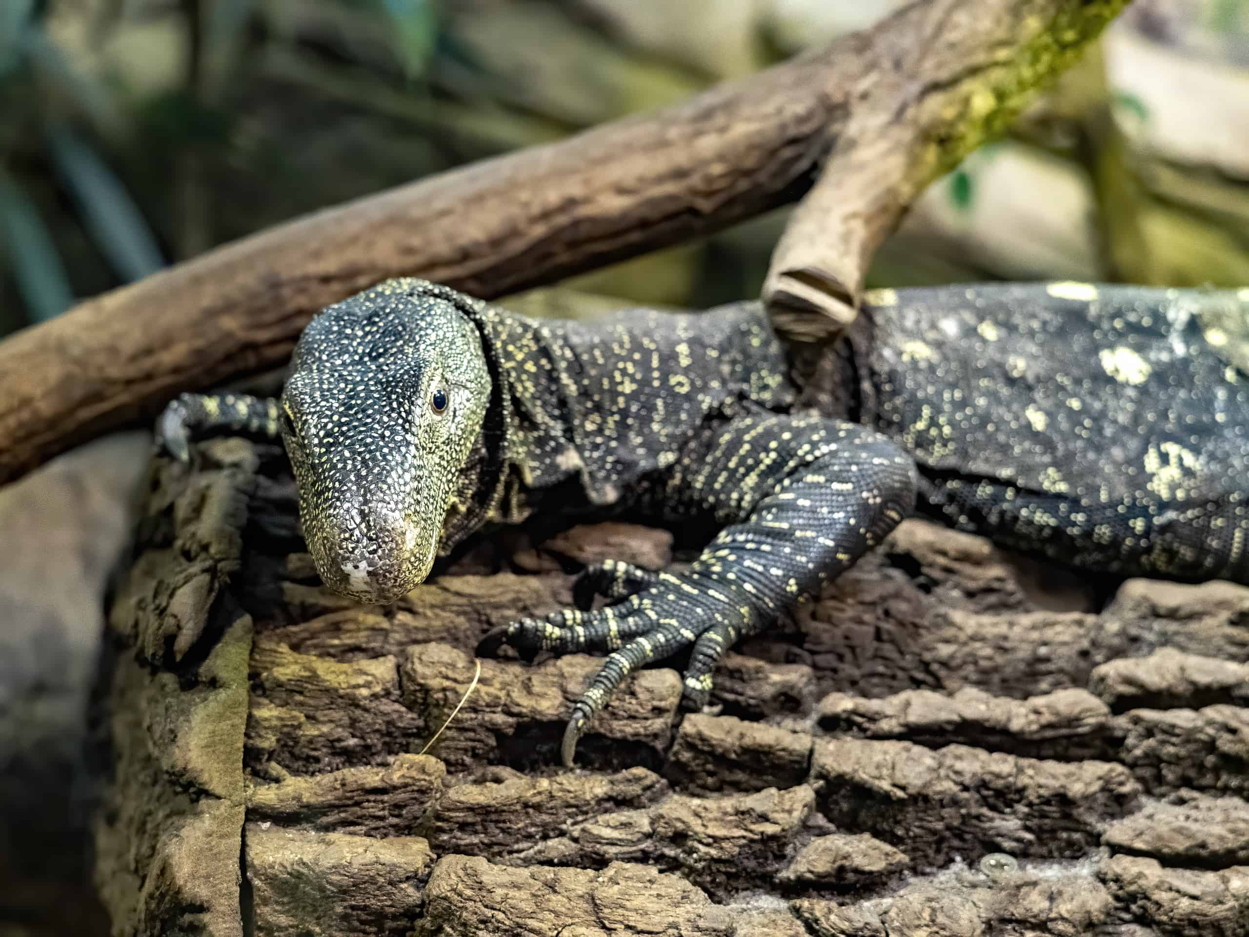 Crocodile Monitor Animal Facts Varanus Salvadorii A Z Animals