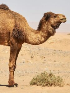 Camel vs. Horse: A Full Comparison of Speed, Strengthen, Intelligence, and More Picture