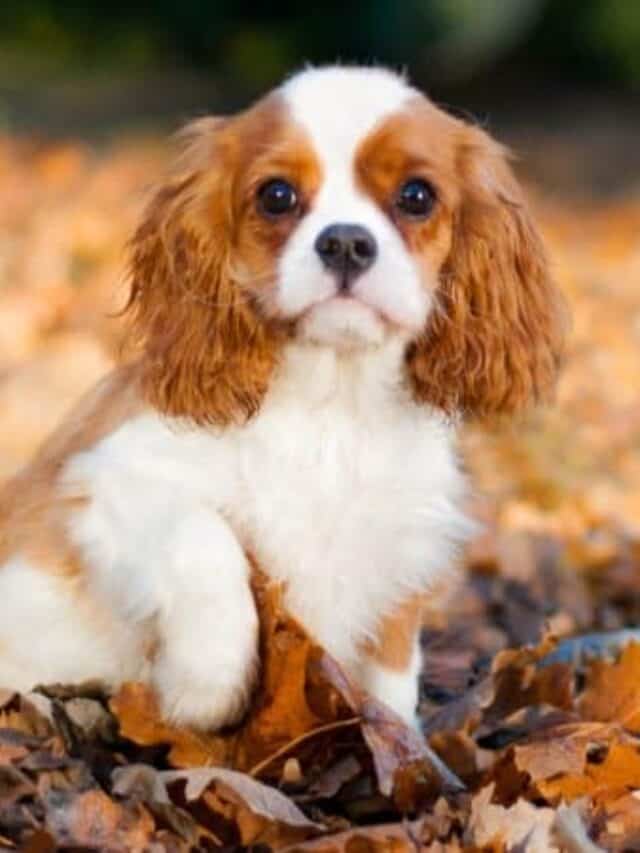 Calmest dog - cavalier king charles spaniel in fall leaves