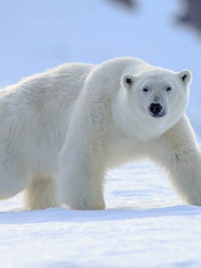Polar bears hunt on land and in the water
