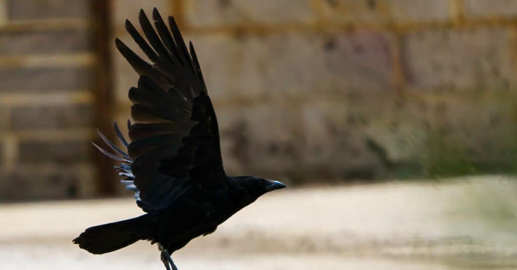 Crow - in flight