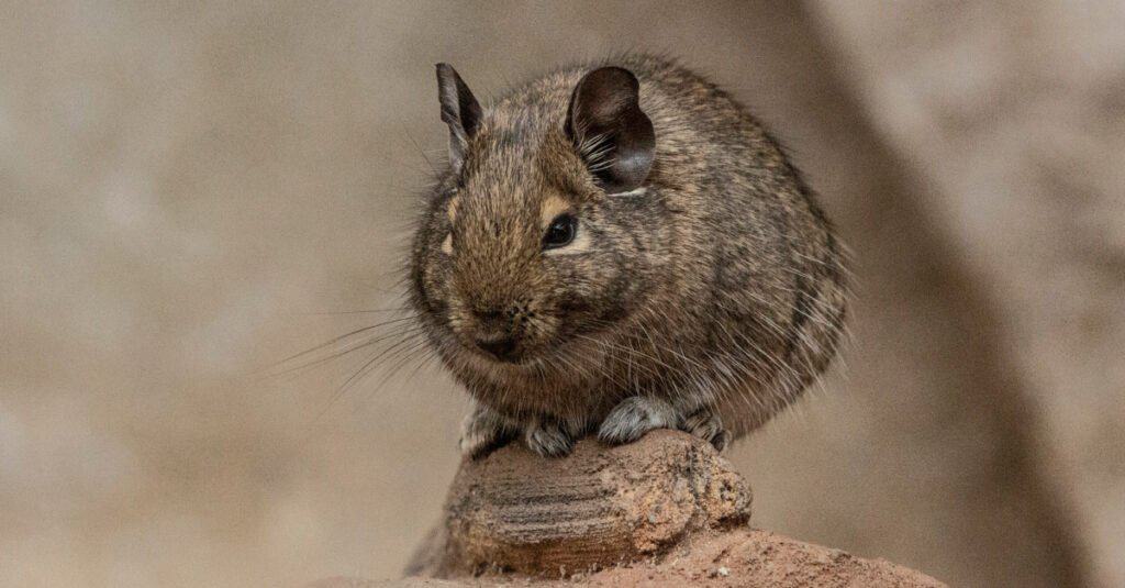 Degu perched on a stone