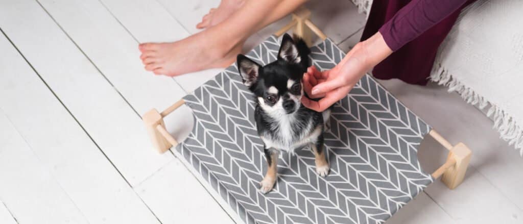 A chihuahua sits in a raised dog bed.