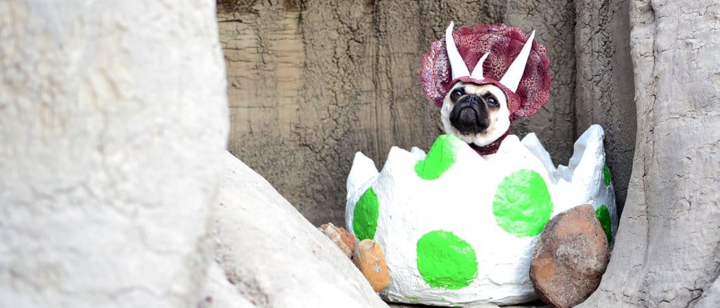 dinosaur dog sitting in an egg