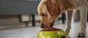 The Top Rated Blue Buffalo Life Protection Dog Food: Ranked Picture